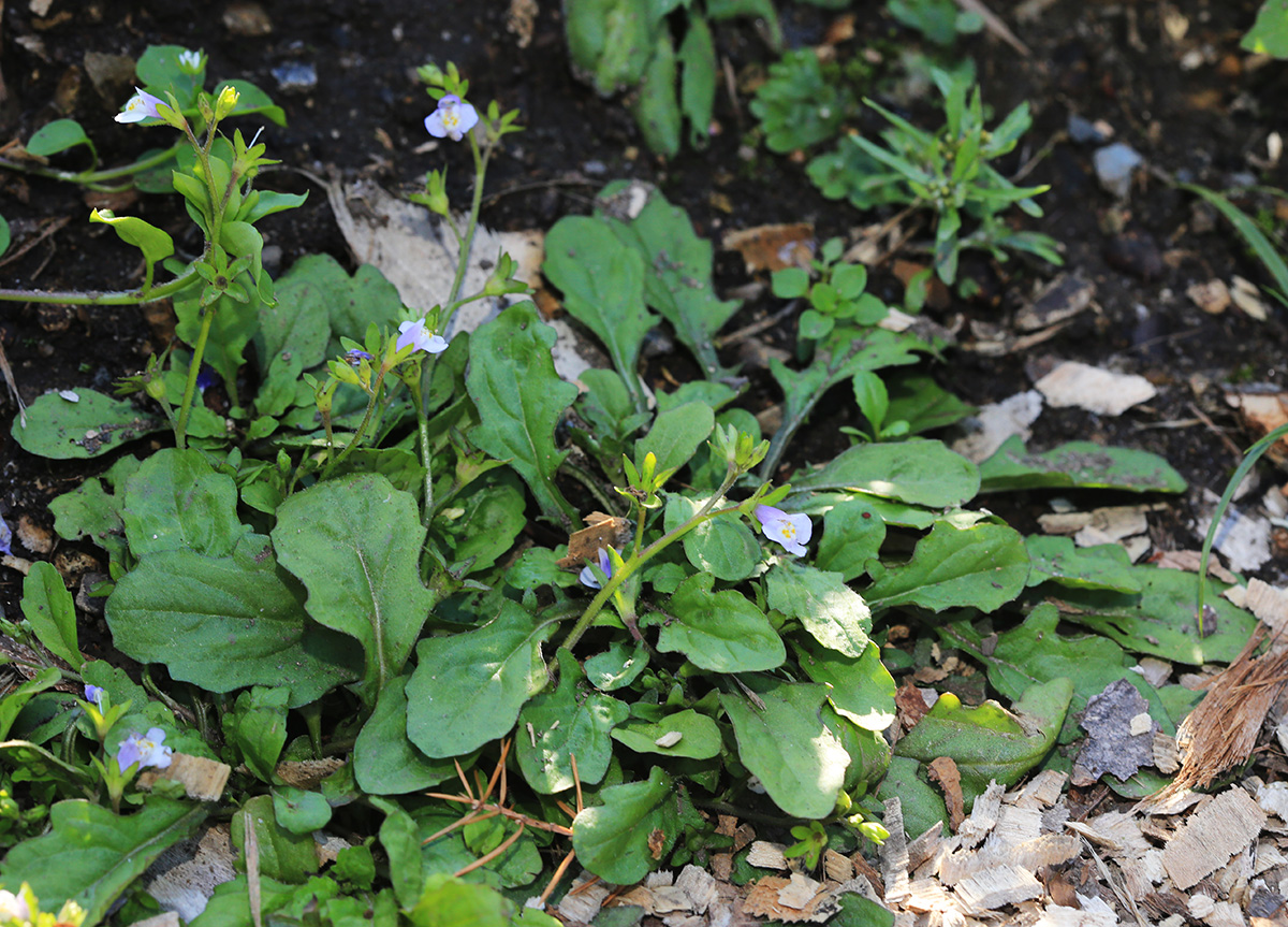 Изображение особи Mazus pumilus.