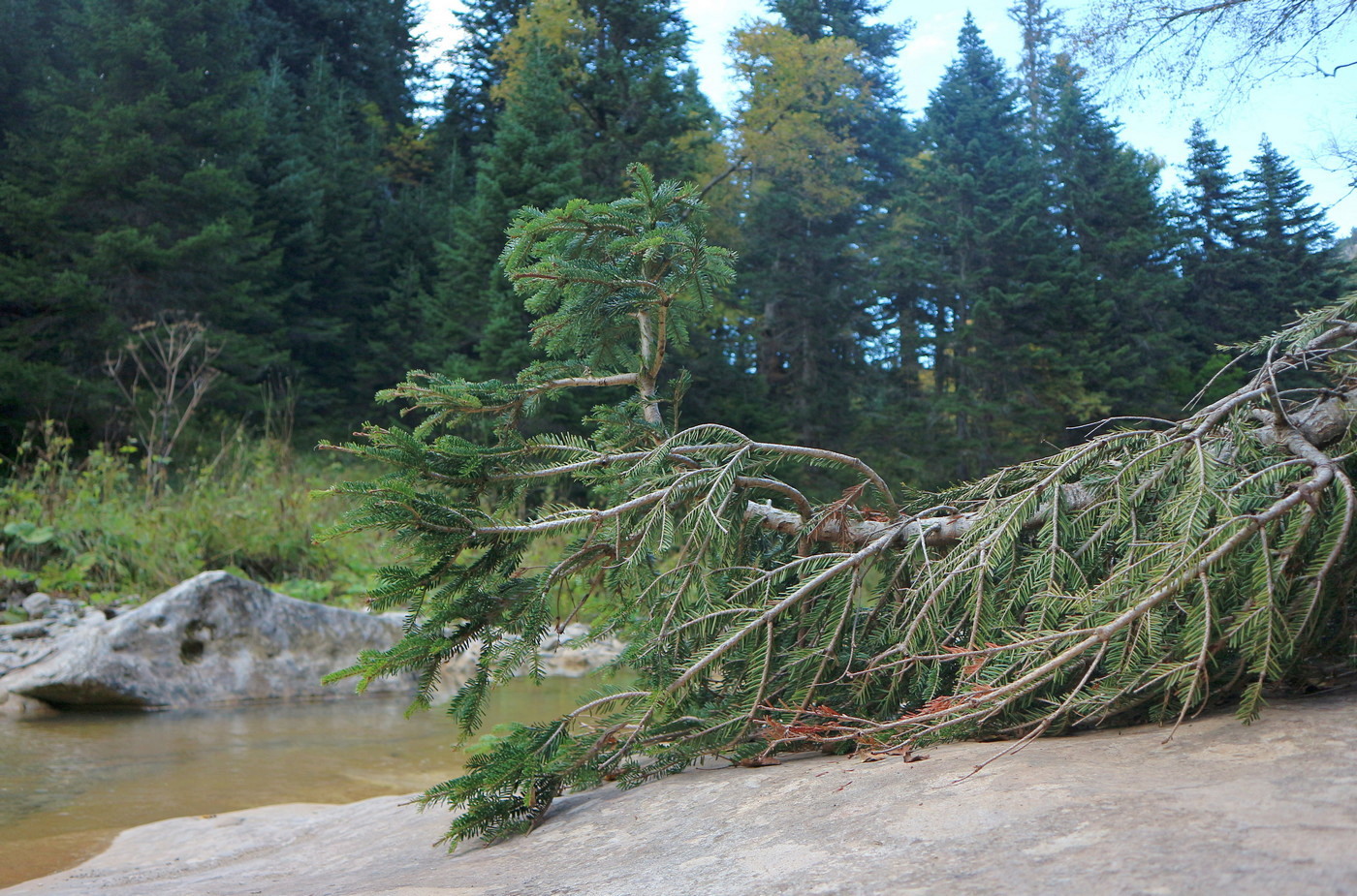 Изображение особи Abies nordmanniana.