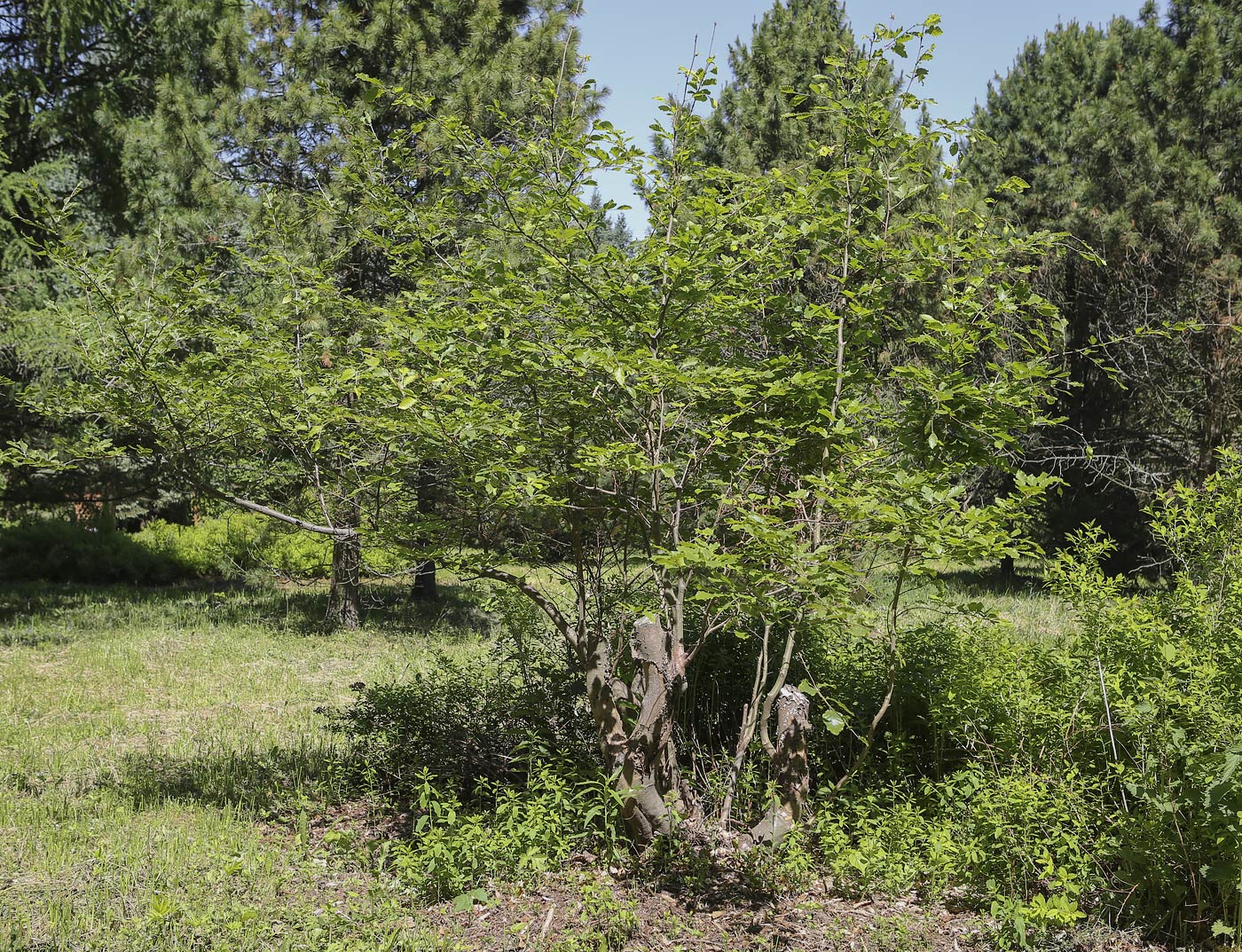 Image of genus Fagus specimen.