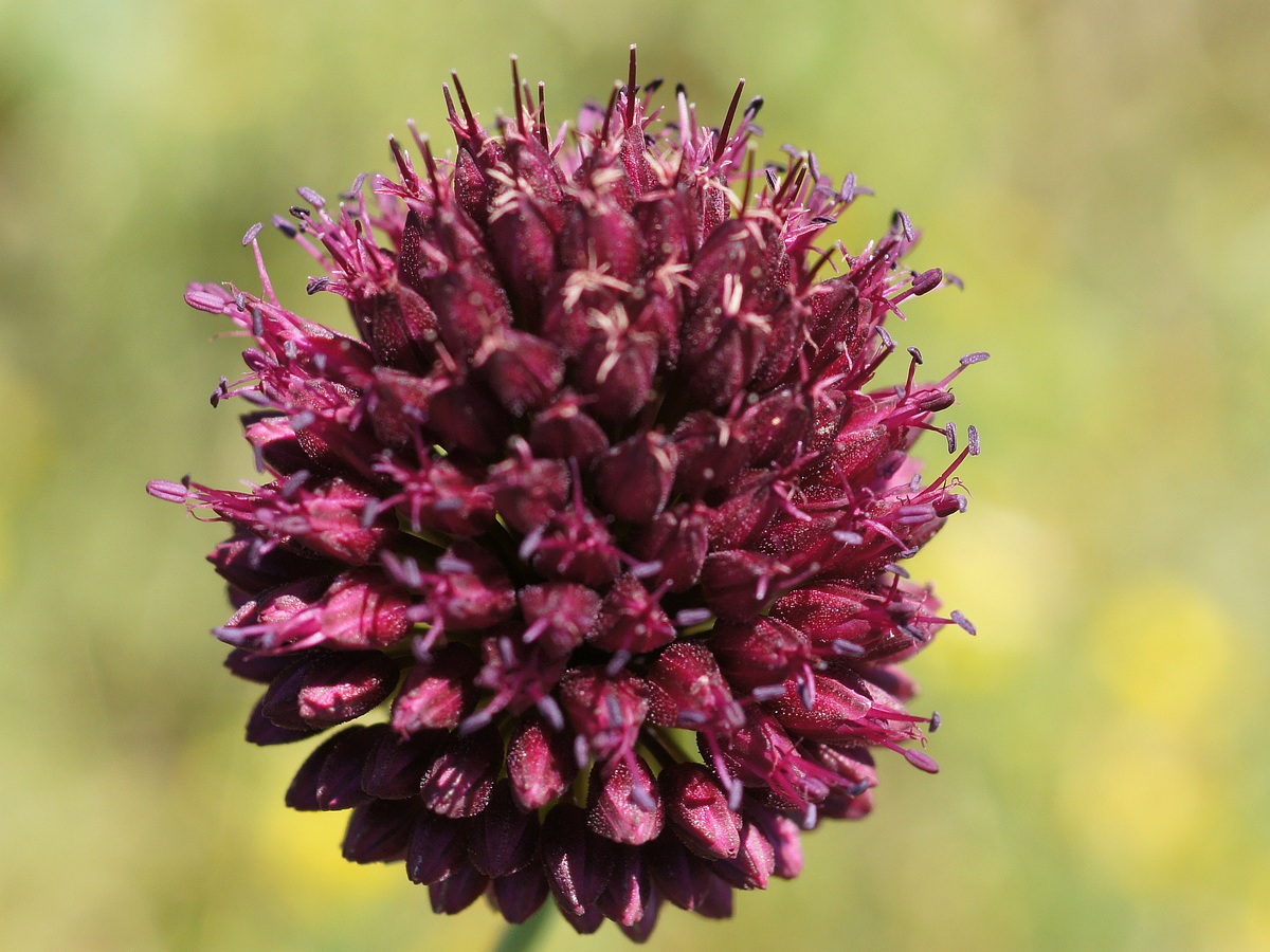 Image of Allium sphaerocephalon specimen.