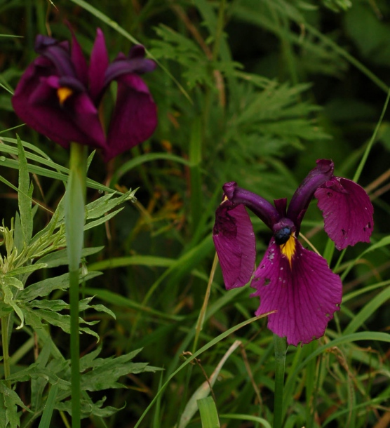 Image of Iris ensata specimen.