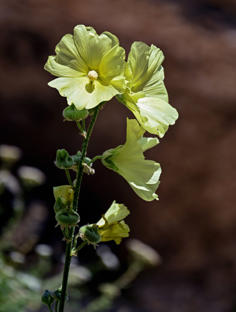 Image of Alcea rugosa specimen.