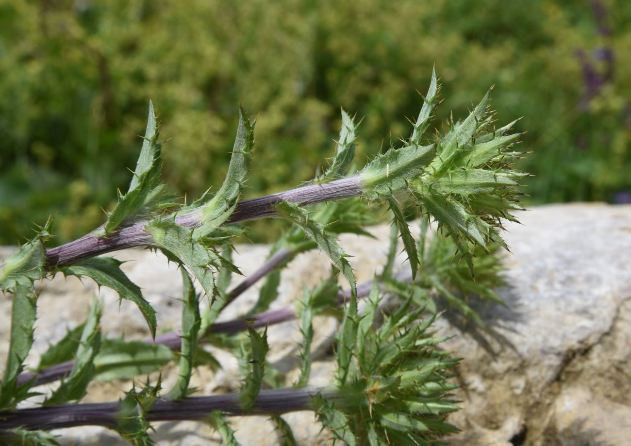 Изображение особи Carlina biebersteinii.