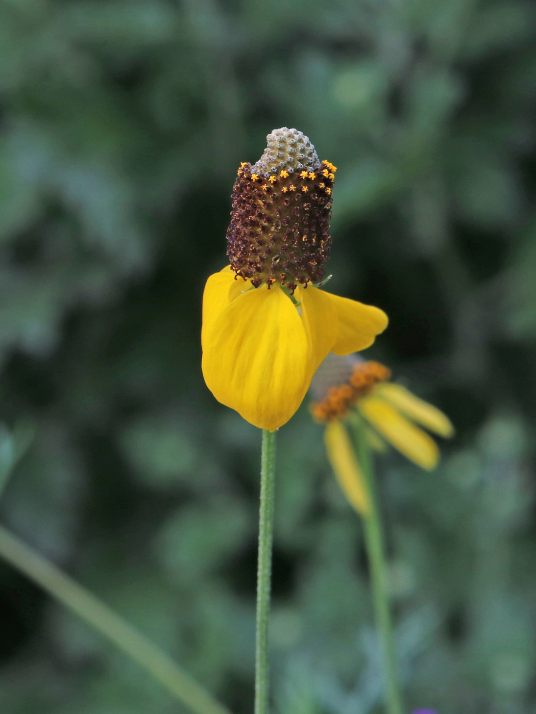 Изображение особи Rudbeckia columnifera.