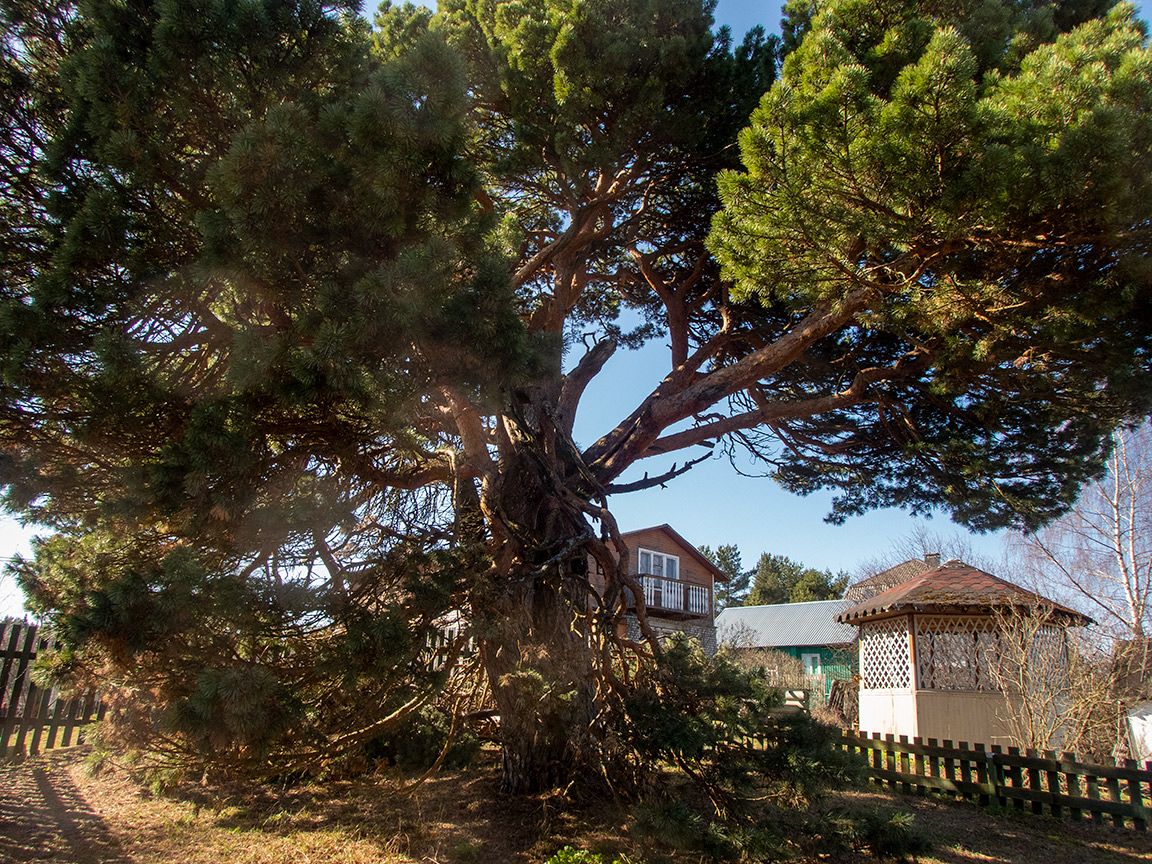 Image of genus Pinus specimen.