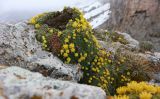 Saxifraga scleropoda