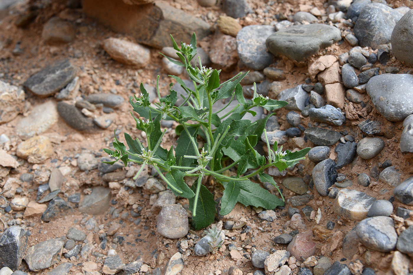 Image of genus Strigosella specimen.