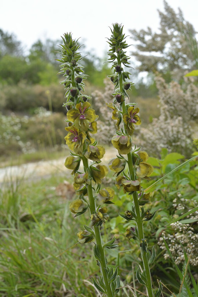 Изображение особи Verbascum bugulifolium.