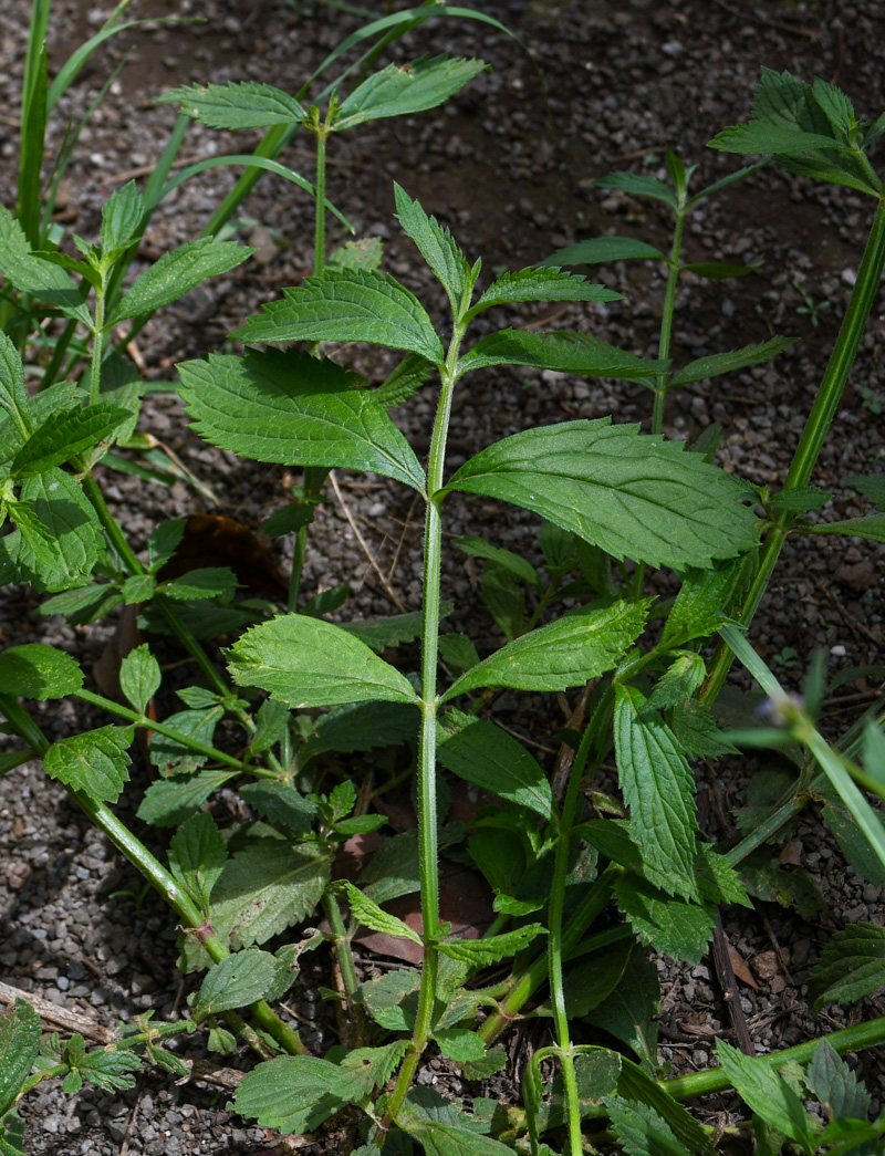 Image of Verbena litoralis specimen.