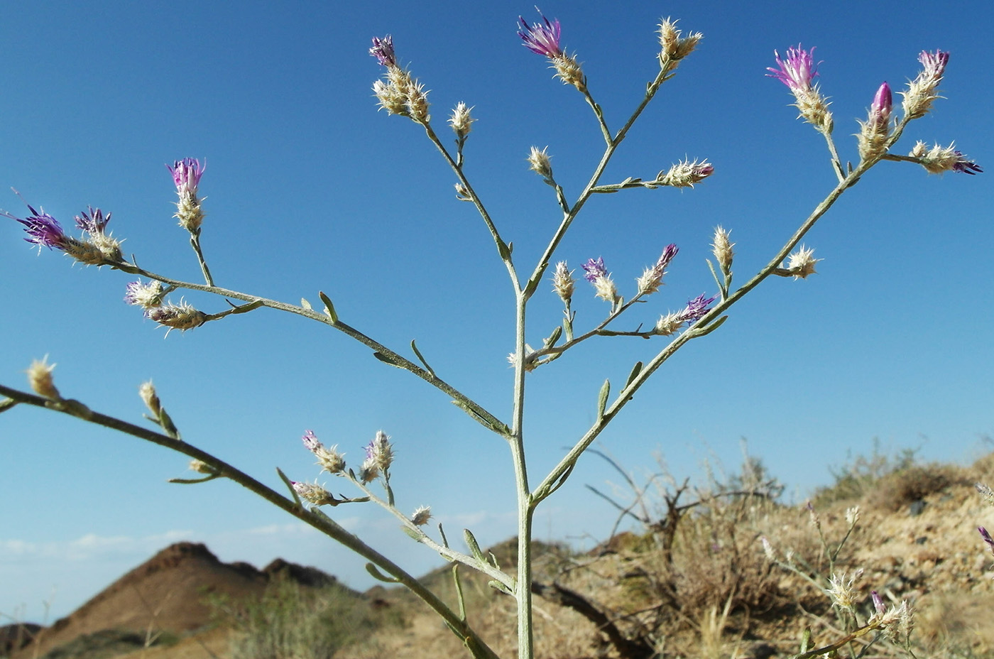 Image of Centaurea pseudosquarrosa specimen.