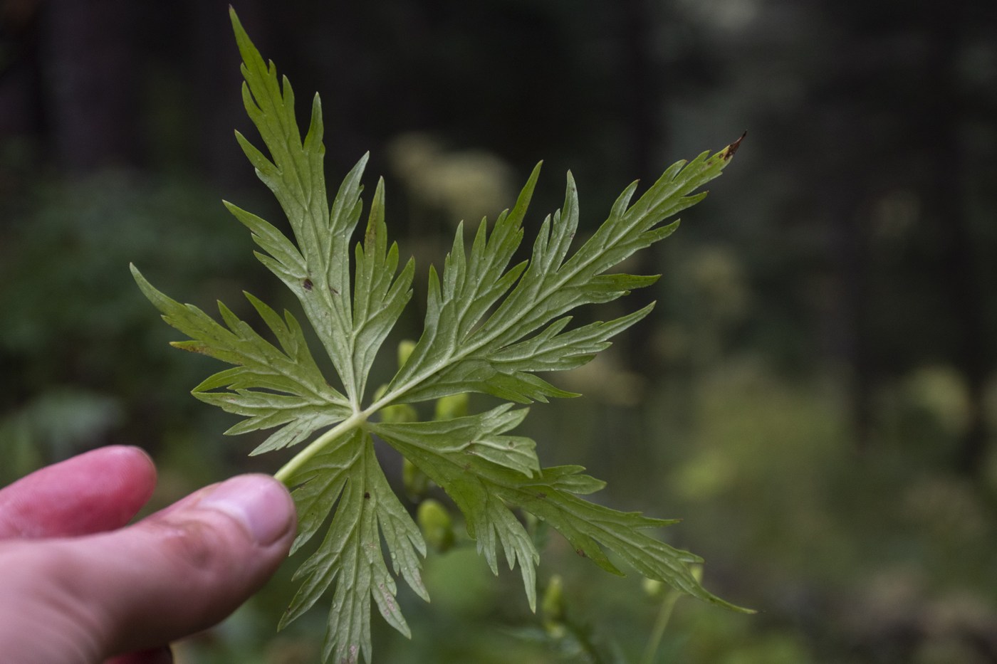 Image of Aconitum nasutum specimen.