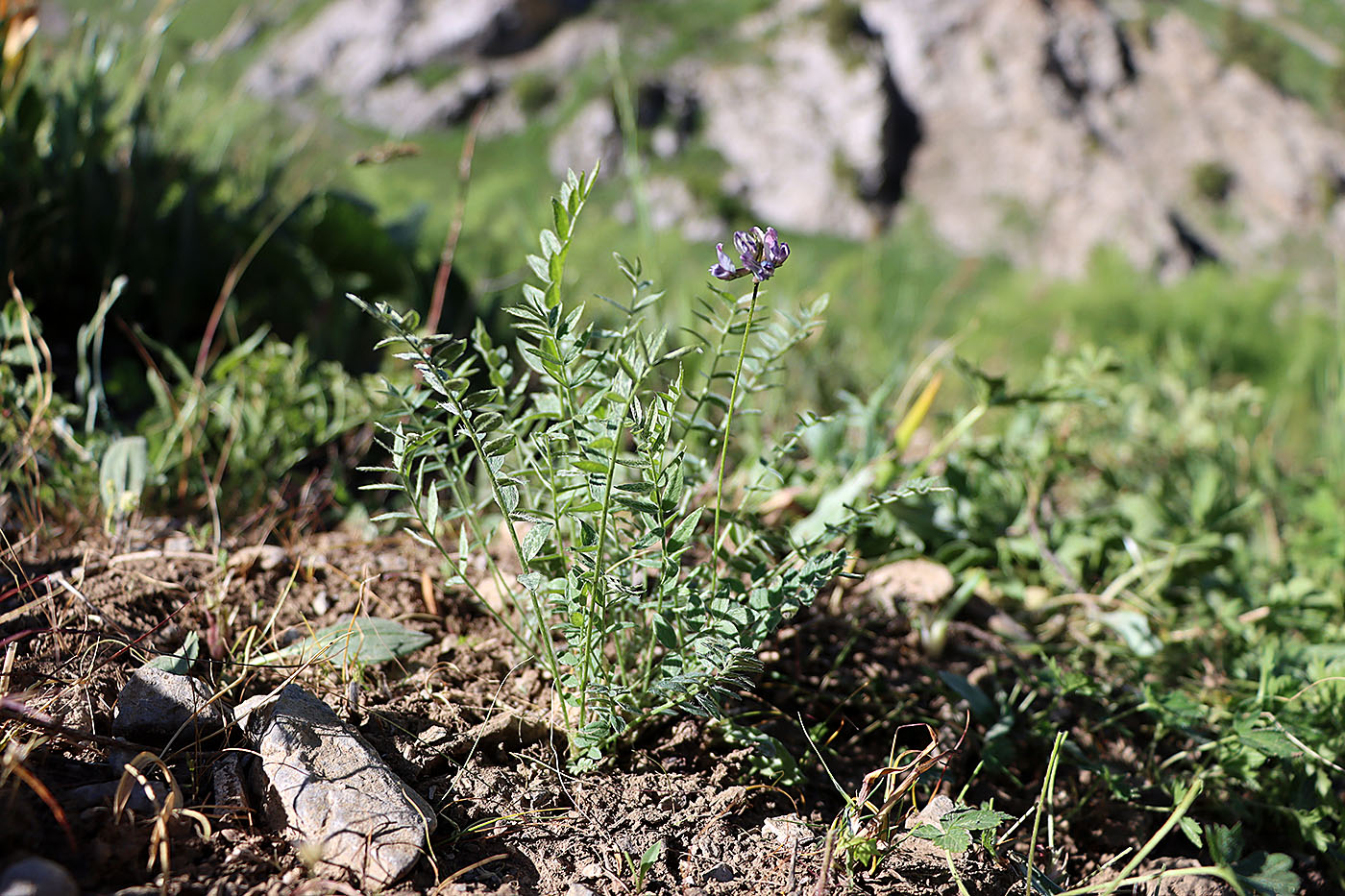 Изображение особи Oxytropis tschimganica.