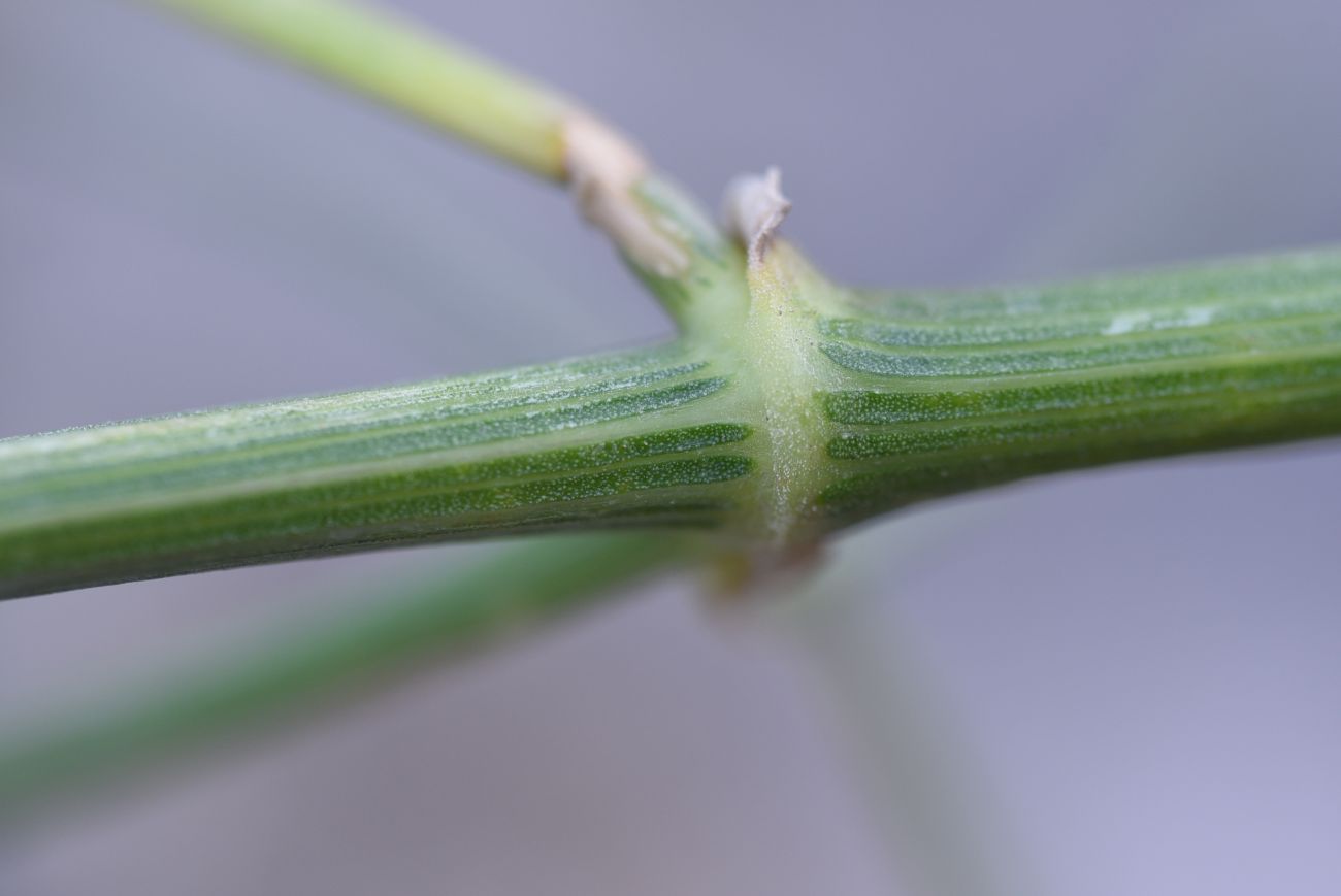 Image of Bilacunaria microcarpos specimen.