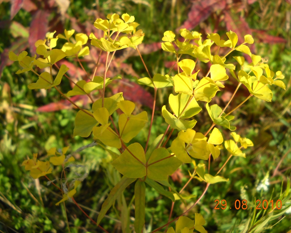 Image of Euphorbia virgata specimen.