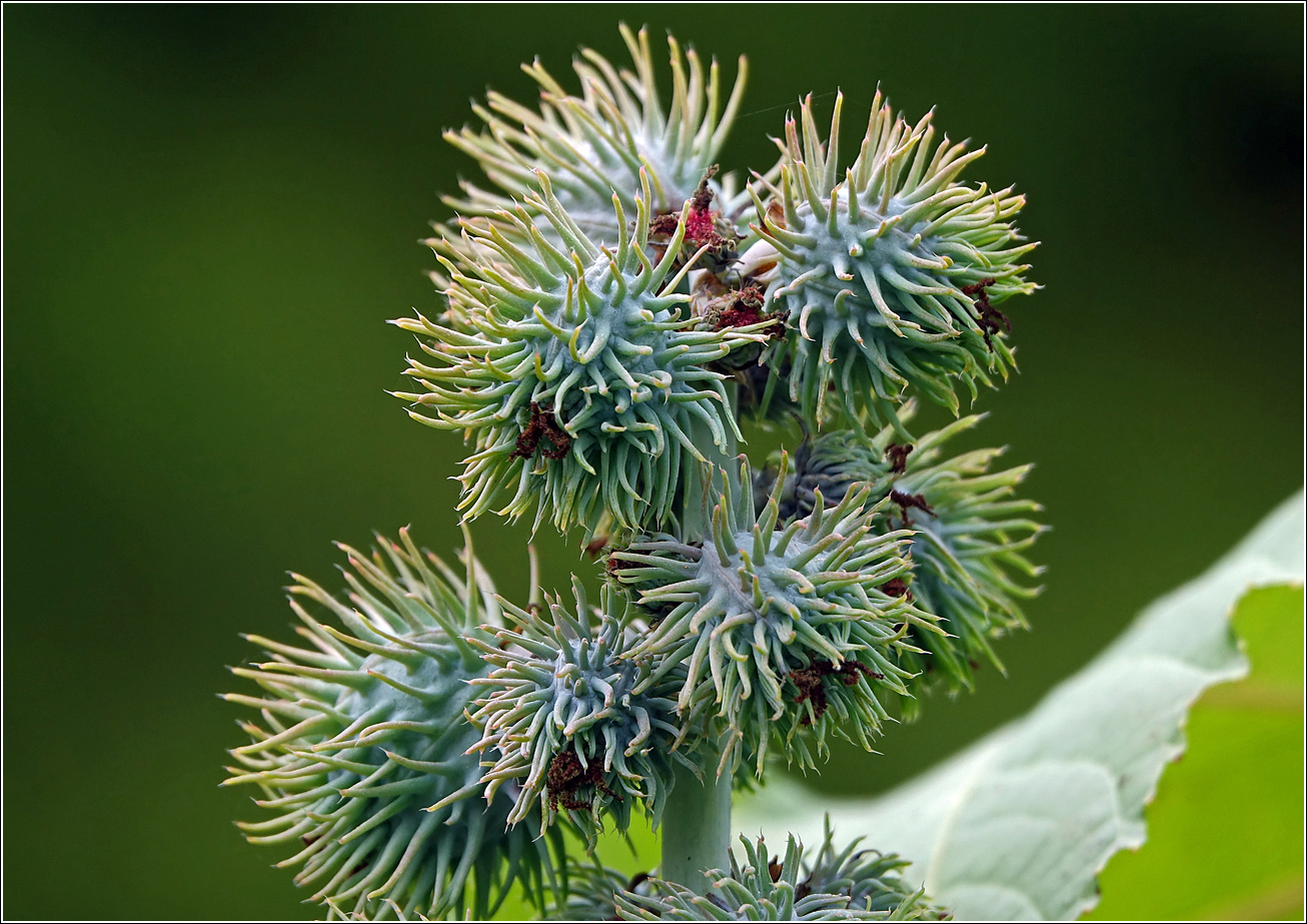 Image of Ricinus communis specimen.