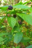 Смотреть изображение Rubus nessensis