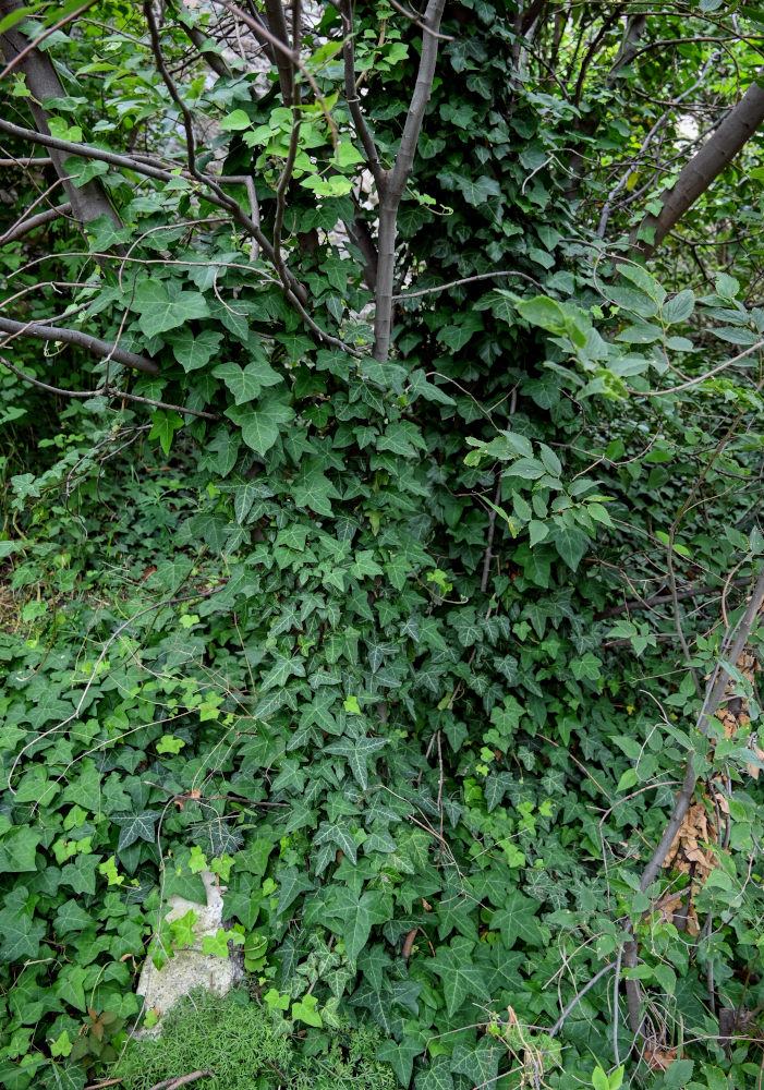 Image of Hedera helix specimen.