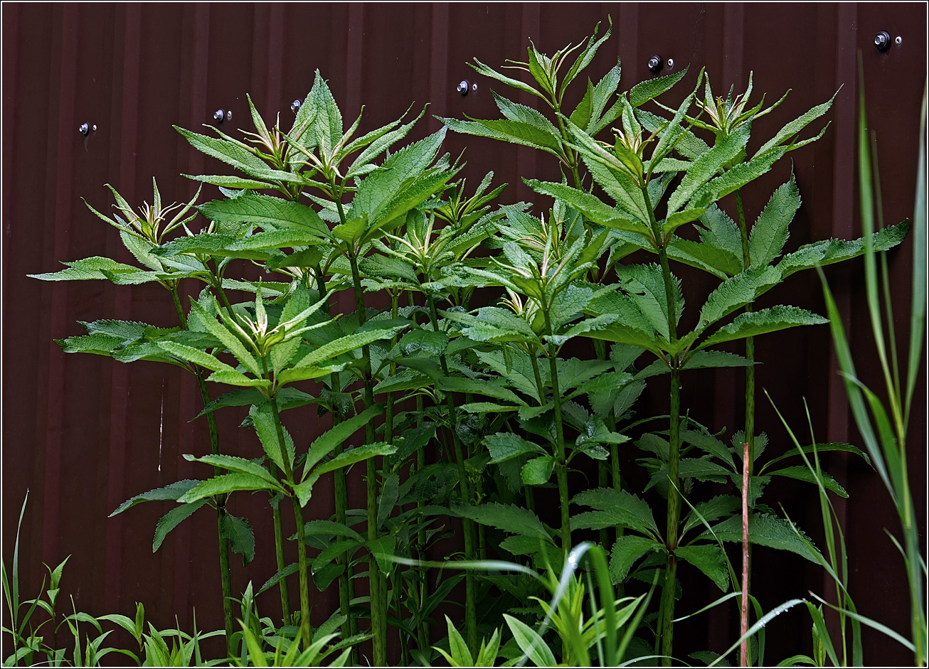 Image of genus Eupatorium specimen.