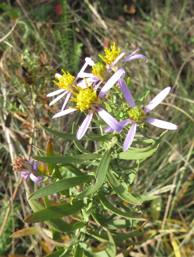 Image of Galatella sedifolia specimen.