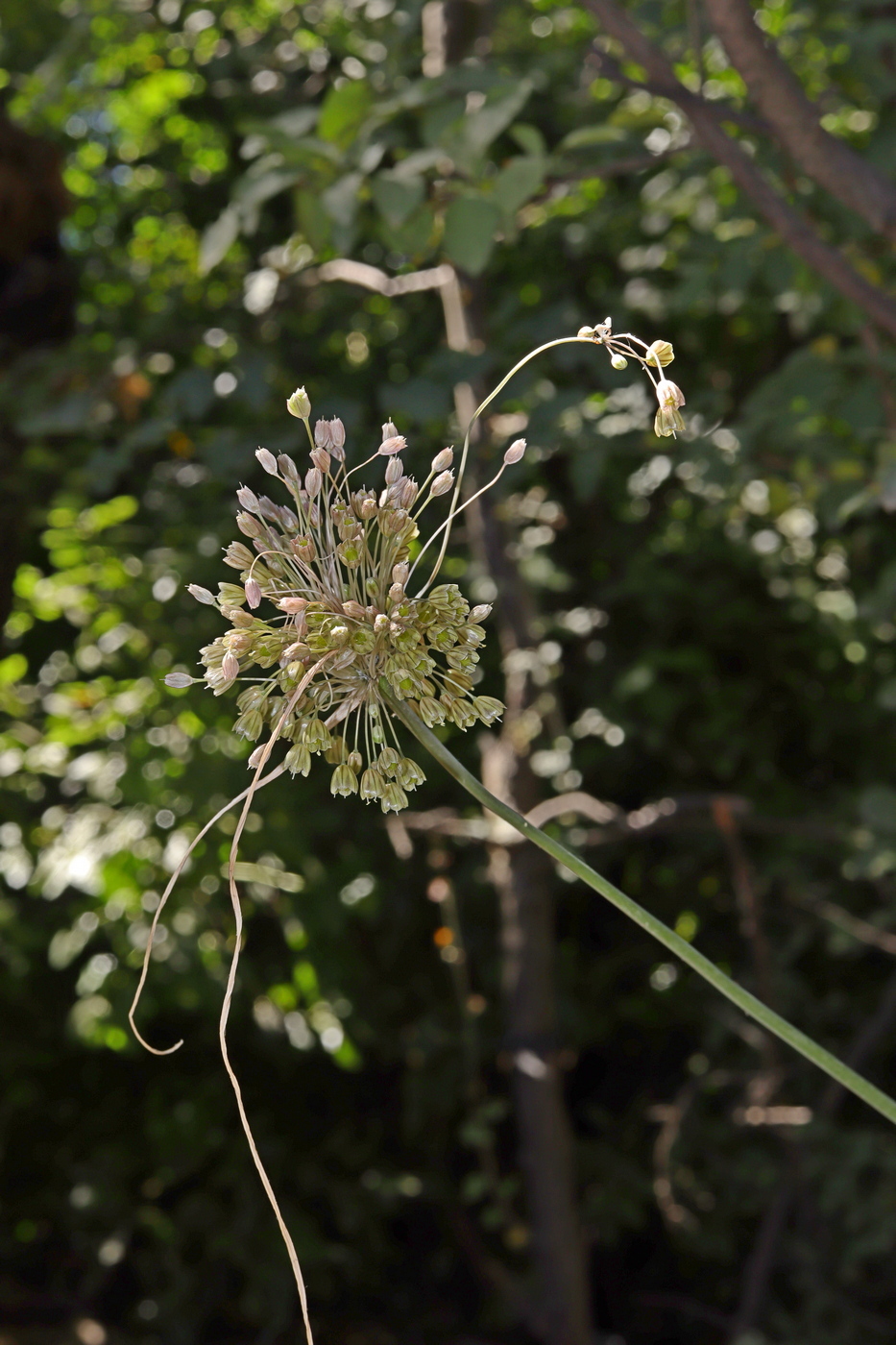 Изображение особи Allium longispathum.