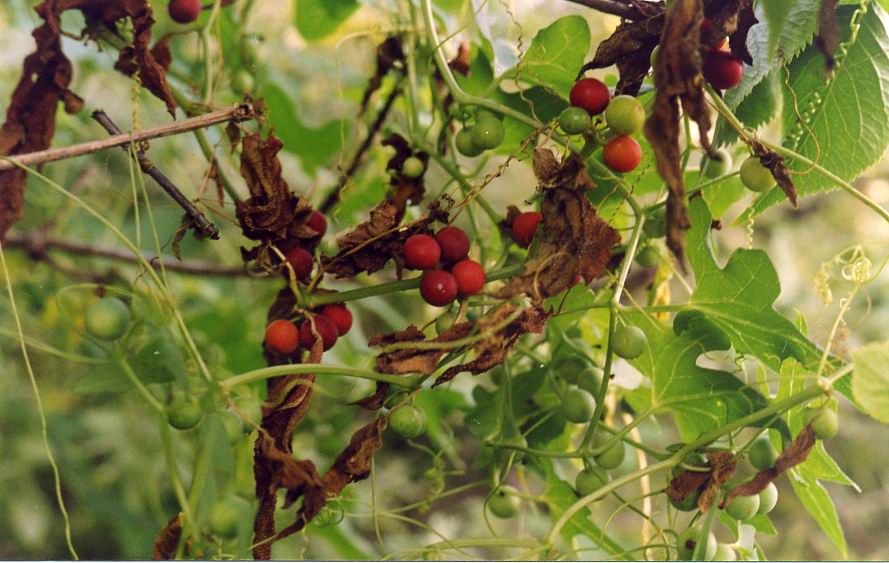 Image of Bryonia dioica specimen.