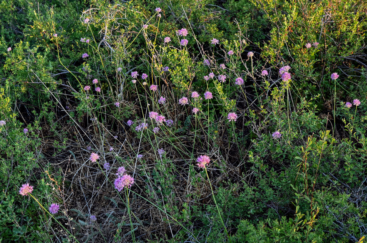 Изображение особи Allium lineare.