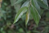 Salix euxina