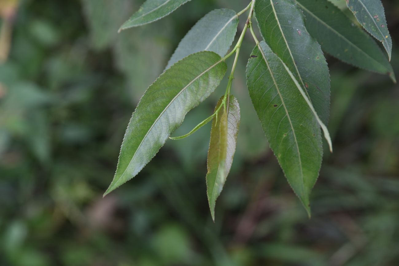 Изображение особи Salix euxina.