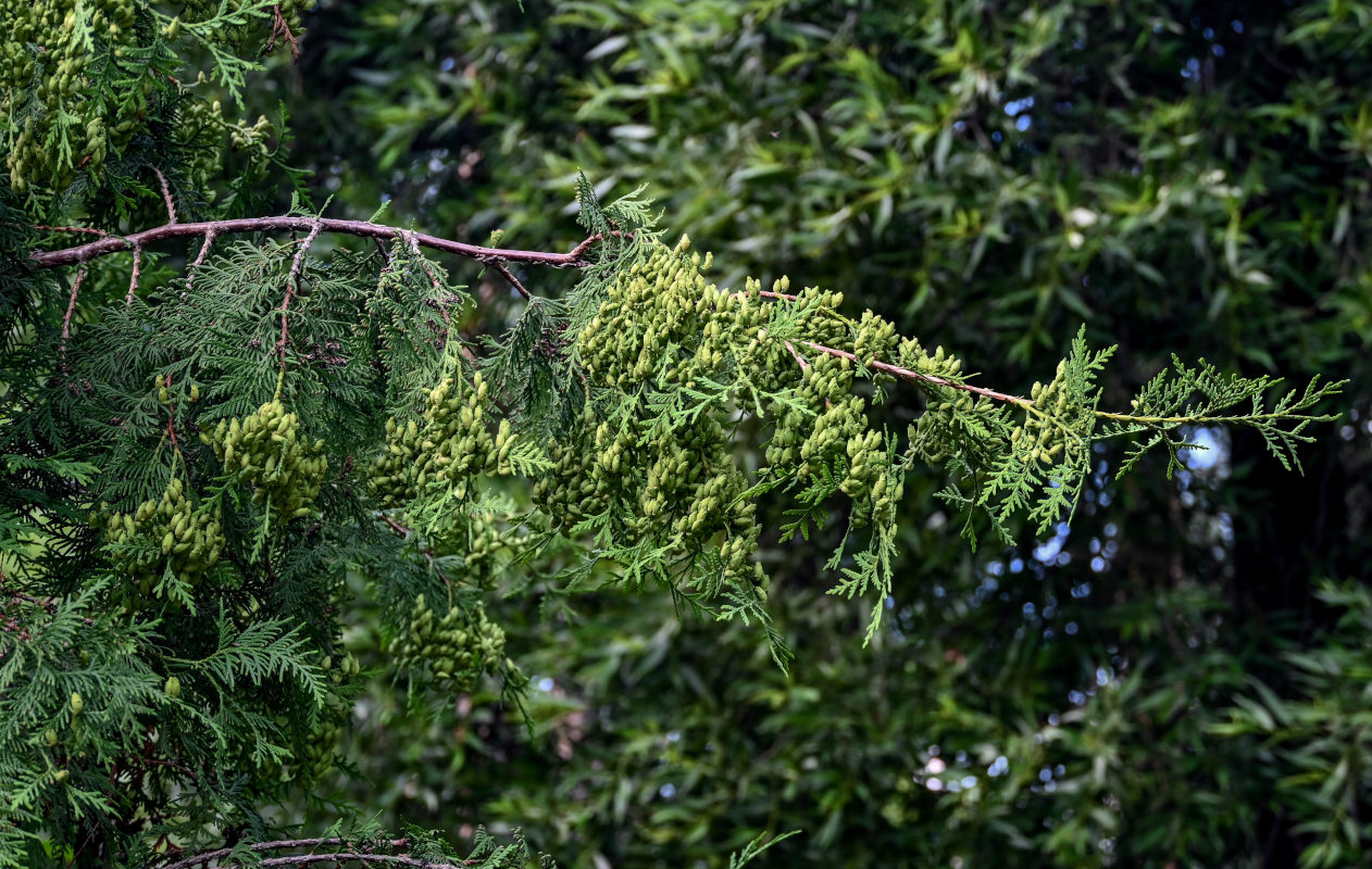 Image of Thuja occidentalis specimen.