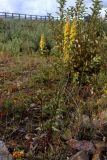 Solidago virgaurea. Цветущие растения. Санкт-Петербург, Кронштадтский р-н, г. Кронштадт, у края дамбы около Финского залива. 11.08.2024.