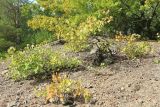 Populus tremula