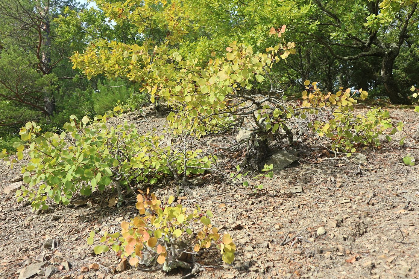 Image of Populus tremula specimen.