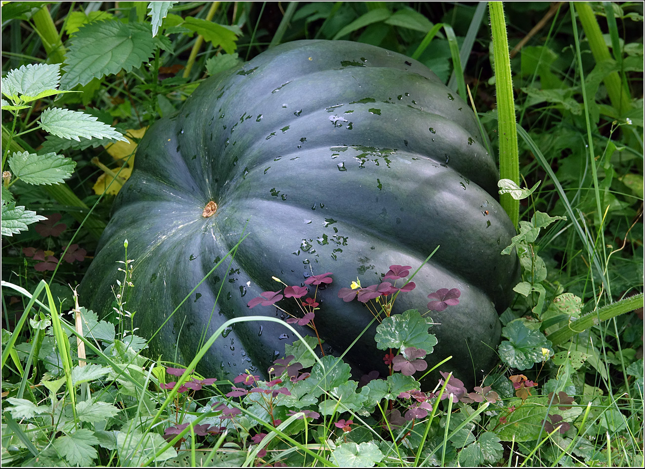 Изображение особи Cucurbita pepo.