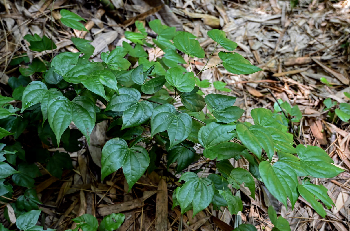 Image of Bauhinia championii specimen.