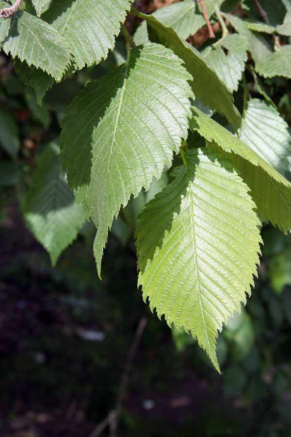 Image of Ulmus laevis specimen.