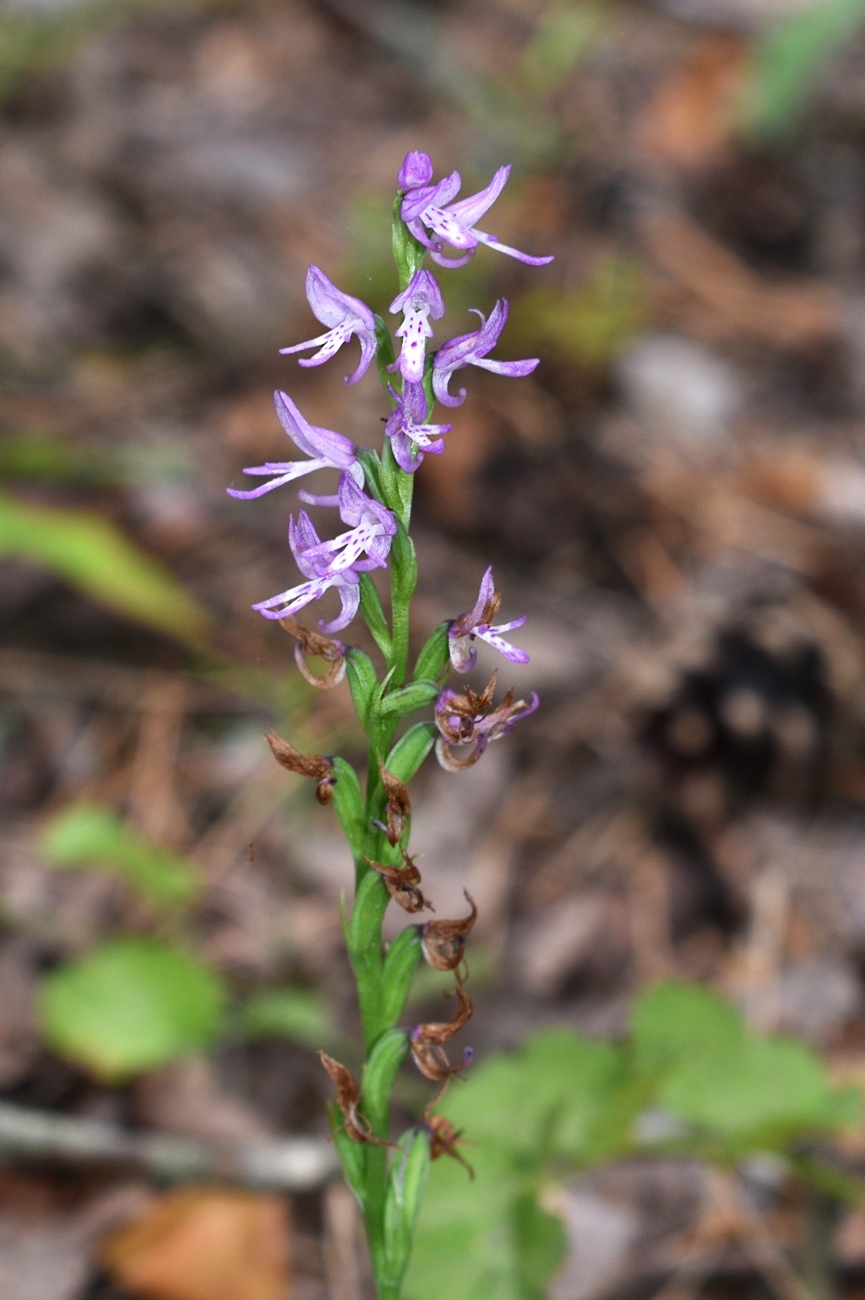 Image of Neottianthe cucullata specimen.