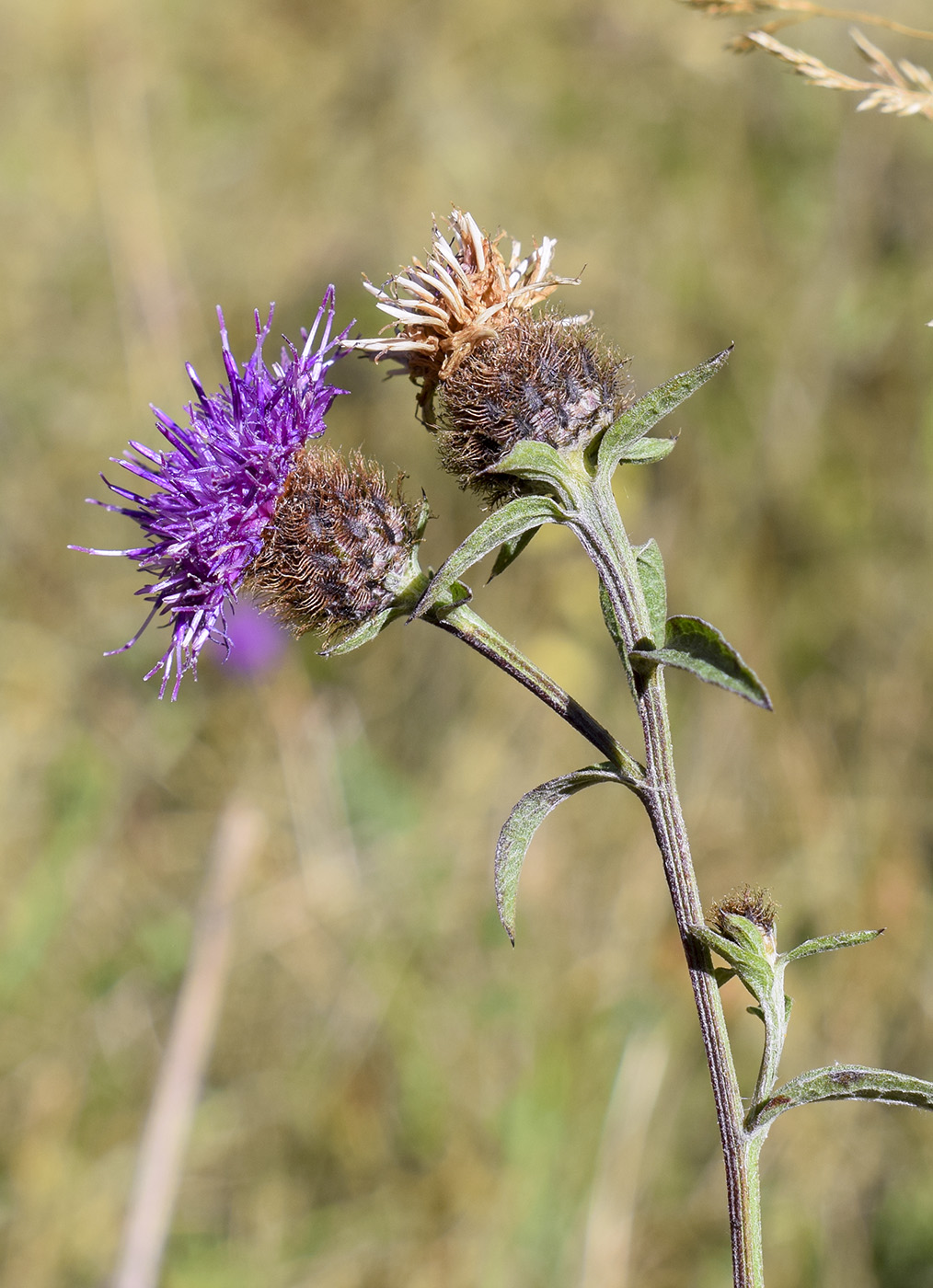 Изображение особи Centaurea nigra.