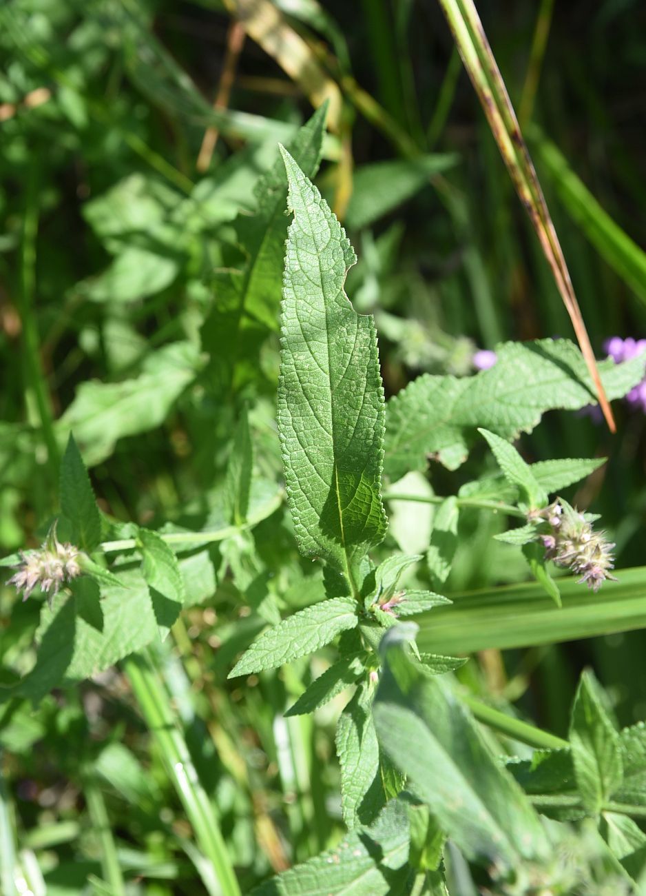 Изображение особи Stachys palustris.