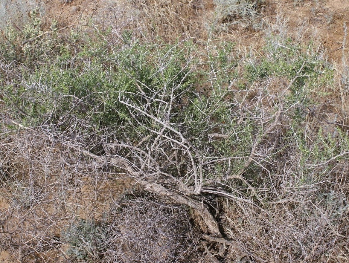 Изображение особи Salsola arbuscula.