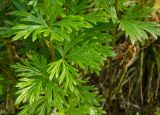 Aconitum napellus