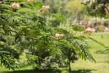 Albizia julibrissin. Цветущая ветвь. Турция, г. Анталья, Dokuma Park, в культуре. 01.06.2024.