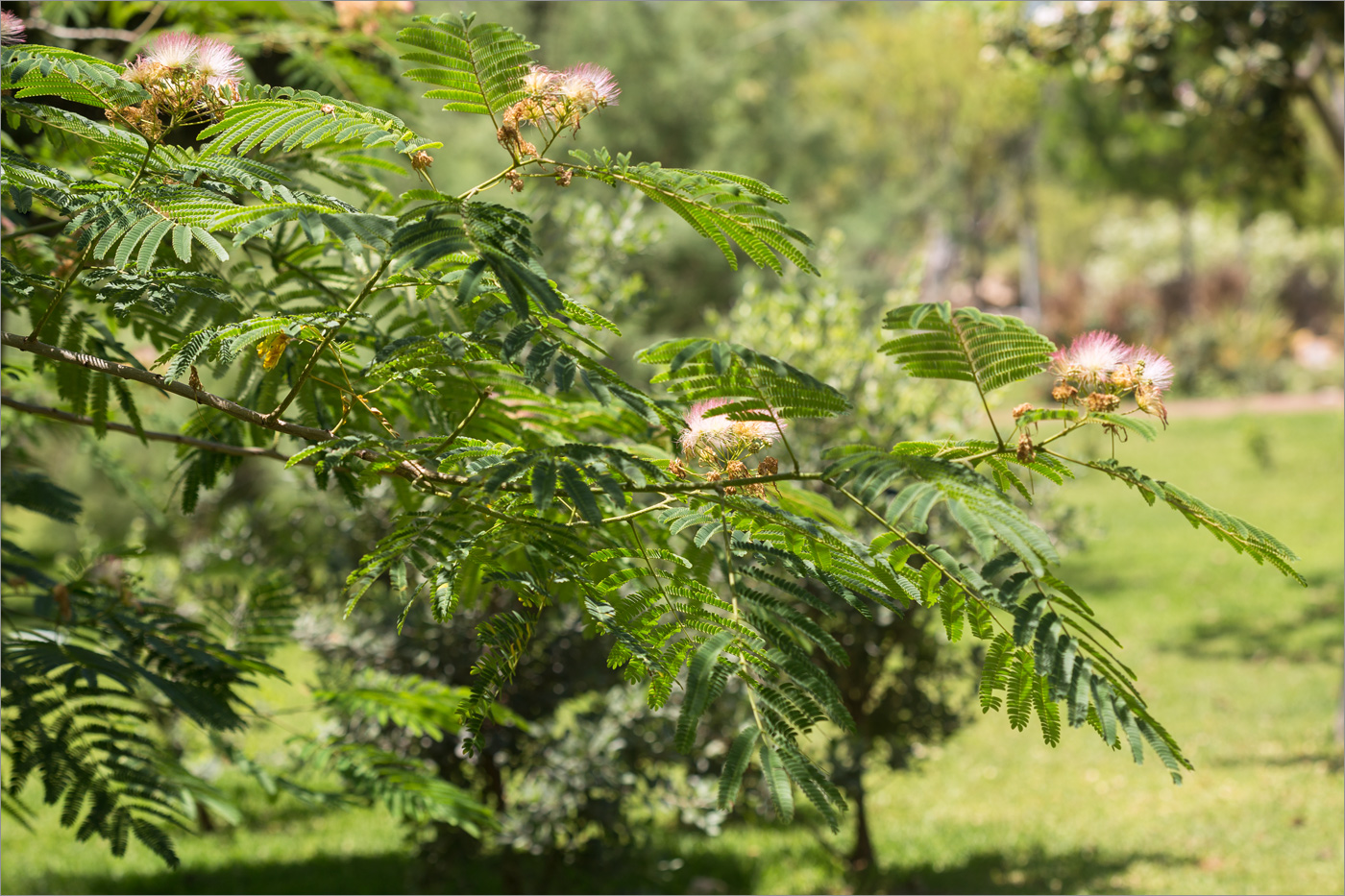 Image of Albizia julibrissin specimen.