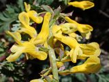 Corydalis speciosa. Нижняя часть соцветия. Хабаровский край, г. Комсомольск-на-Амуре, дамба золоотвала оз. Хорпы. 16.05.2024.