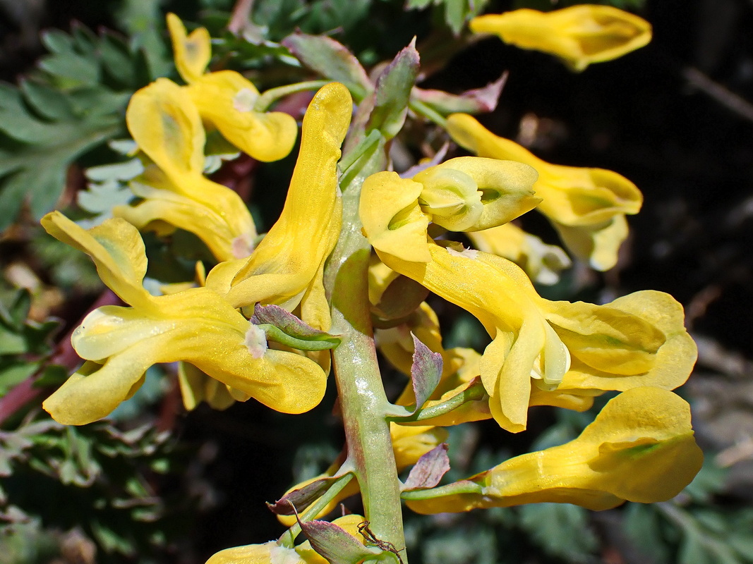 Image of Corydalis speciosa specimen.