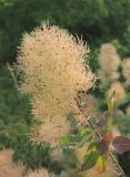 Cotinus coggygria. Веточка с соплодием. Краснодарский край, Черноморское побережье Кавказа, м/о г. -к. Геленджик, севернее с. Кабардинка, Пенайская щель, можжевеловое редколесье. 18 июня 2023 г.