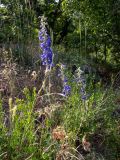 Delphinium fissum. Цветущие растения. Крым, Южный Берег, горное плато в 200 м к зап. от р. Алака (Сотера), крутой склон у края смотровой площадки. 30.05.2024.