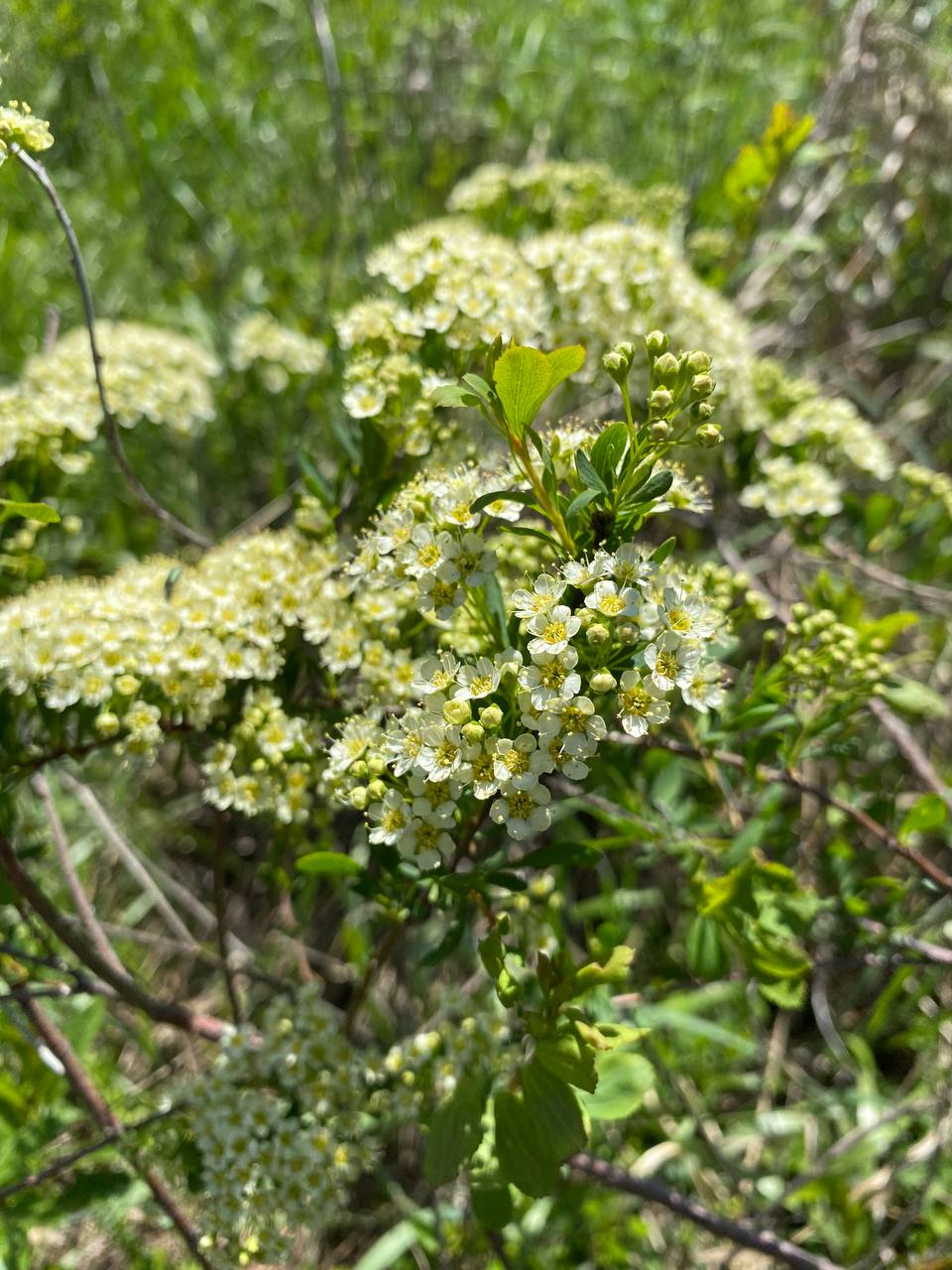 Изображение особи род Spiraea.