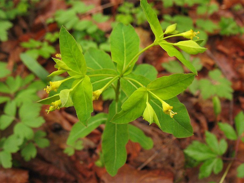 Image of Euphorbia carniolica specimen.