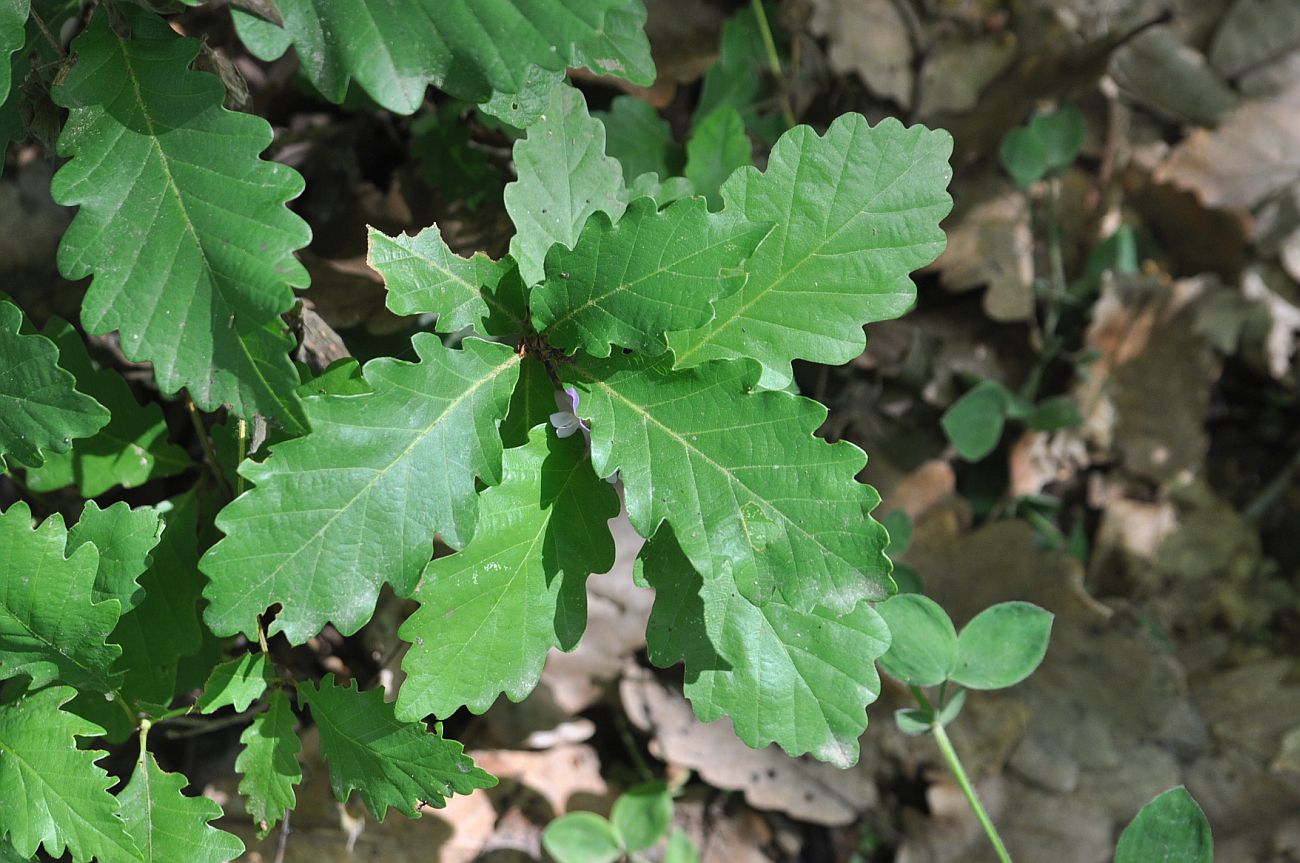 Image of genus Quercus specimen.