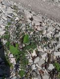 Euphorbia nutans